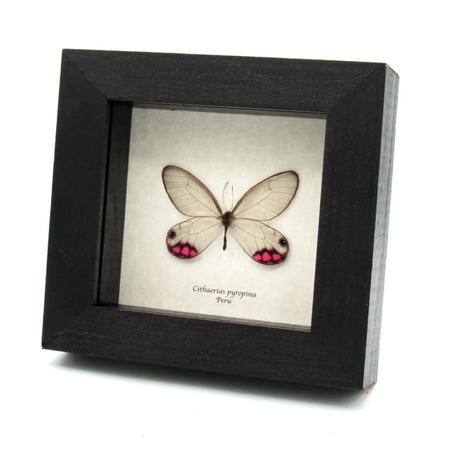 Rare pink glasswing butterfly framed taxidermy - Cithaerias pyropina
