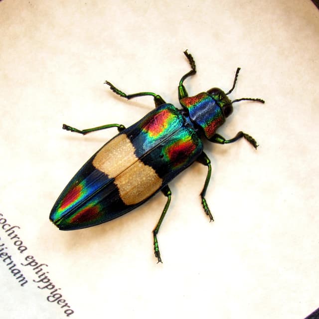 Real metallic rainbow beetle framed taxidermy - Chrysochroa ephippigera
