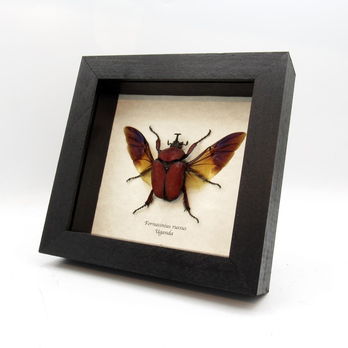 Large deep red Scarab beetle framed taxidermy - Fornasinius russus
