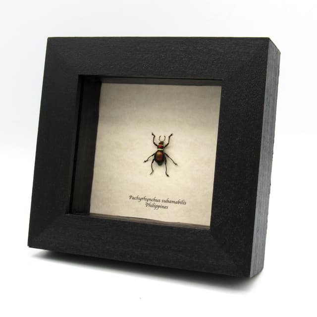 Real metallic red and green Christmas weevil beetle framed specimen - Pachyrhynchus subamabilis