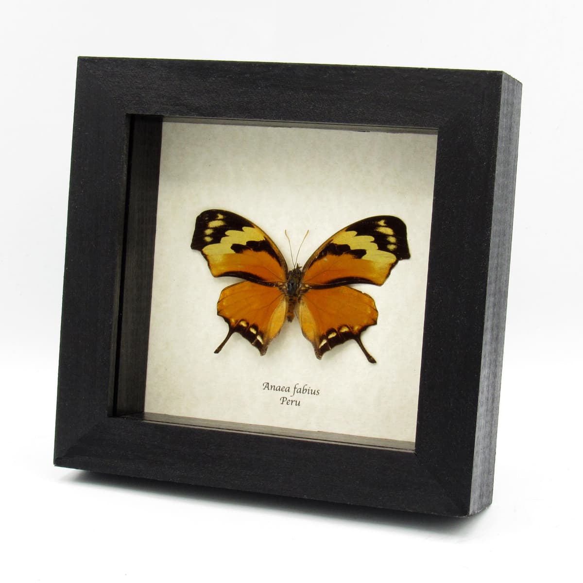 Real orange Tiger Leafwing butterfly framed taxidermy - Anaea fabius