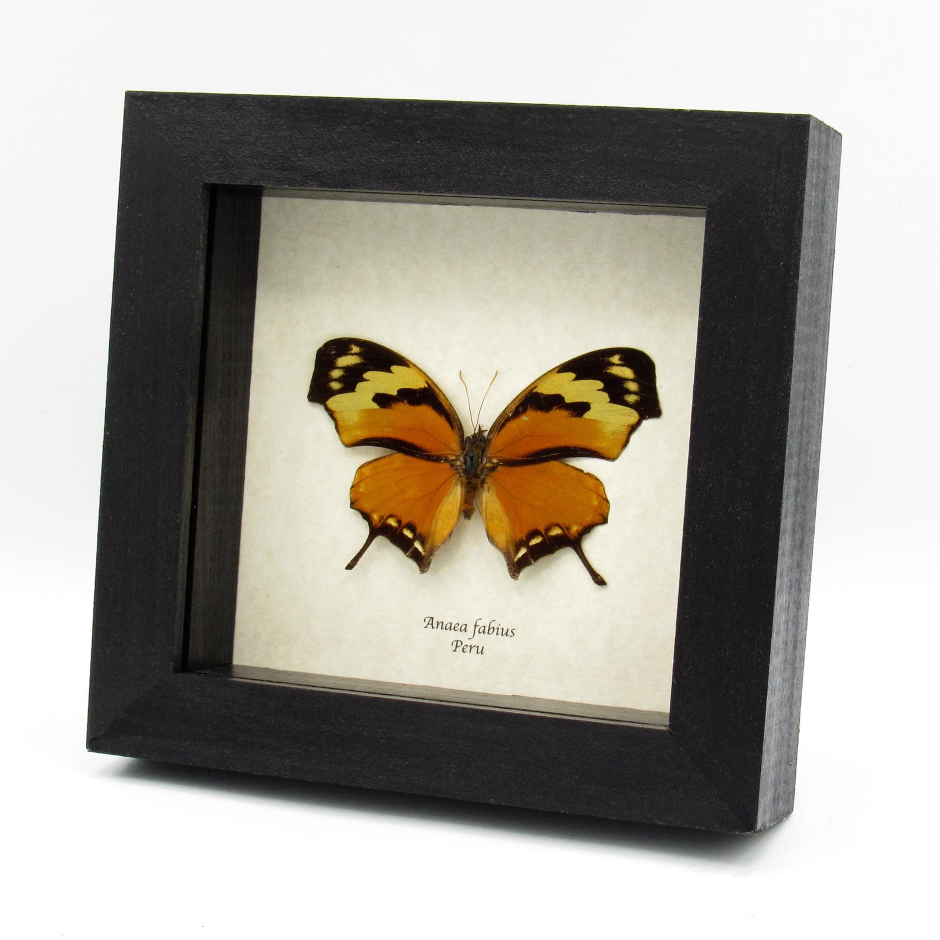 Real orange Tiger Leafwing butterfly framed taxidermy - Anaea fabius