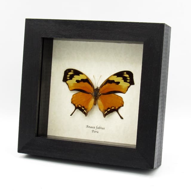 Real orange Tiger Leafwing butterfly framed taxidermy - Anaea fabius