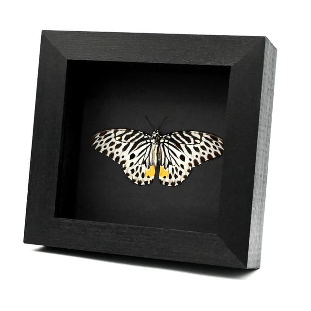 Real black and white butterfly framed - Graphium delesserti - Victorian mount