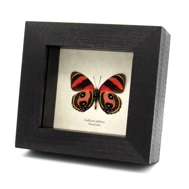 Rare pink butterfly framed taxidermy - Callicore pitheas