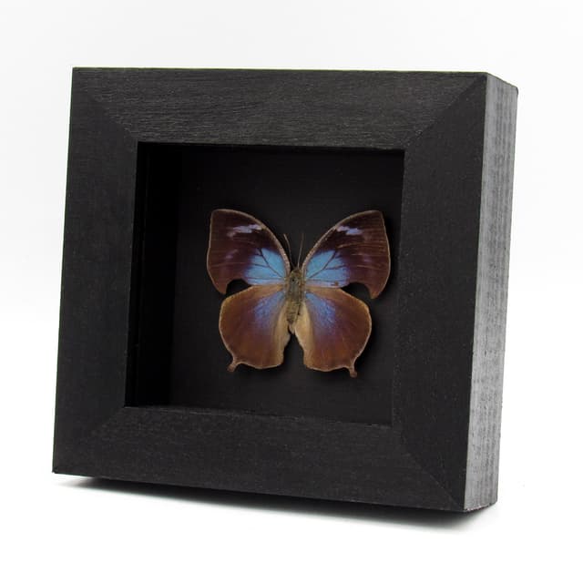 Rare blue Leafwing butterfly framed - Memphis forreri - female