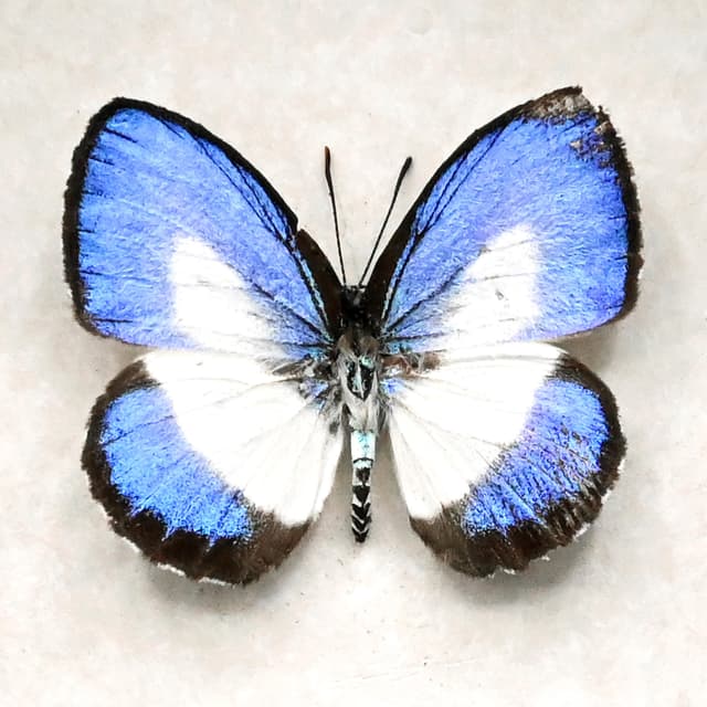 Real blue butterfly framed taxidermy - Danis danis