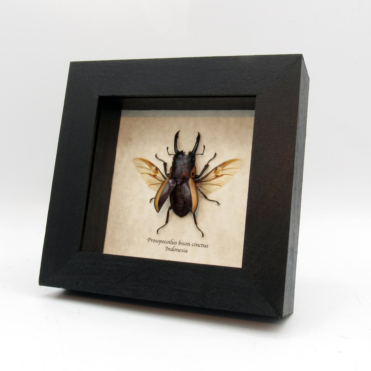 Real Stag beetle framed taxidermy - Prosopocoilus bison cinctus - medium