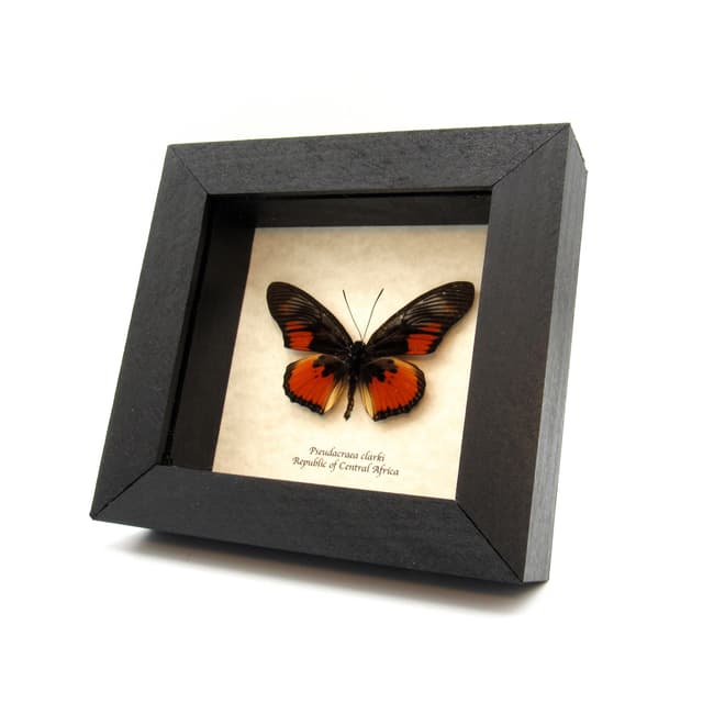 Real red butterfly framed taxidermy - Pseudacraea clarki