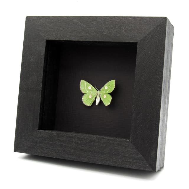 Real tiny green Geometer moth framed taxidermy - Thetidia albocostaria