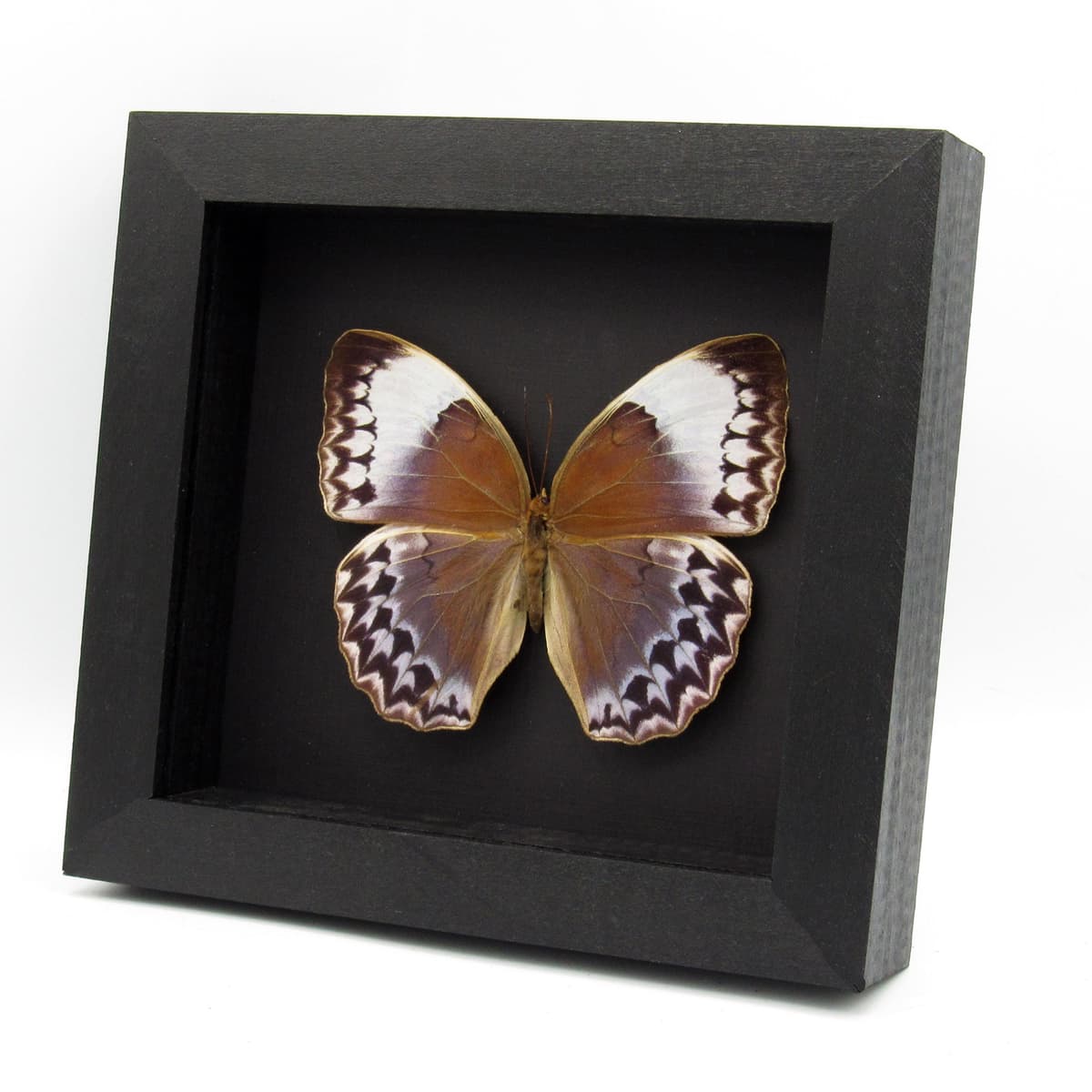 Rare XL Jungle Queen butterfly framed taxidermy - Stichophthalma uemurai