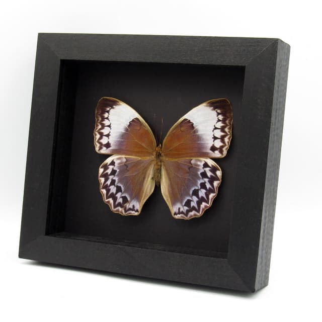 Rare XL Jungle Queen butterfly framed taxidermy - Stichophthalma uemurai