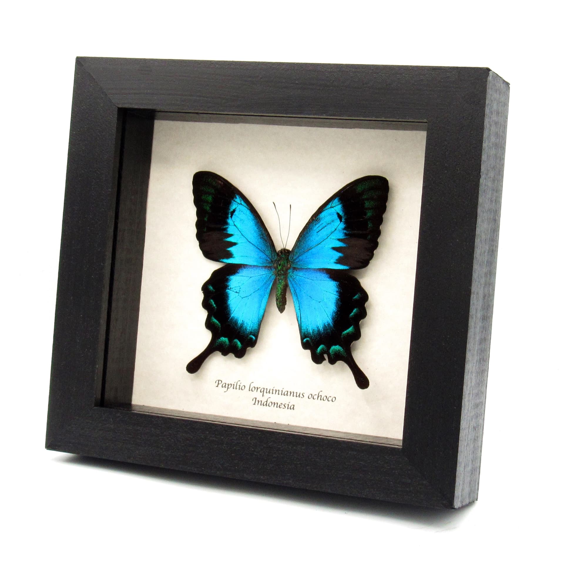 Rare framed taxidermy Sea Green Swallowtail butterfly - Papilio lorquinianus ochoco