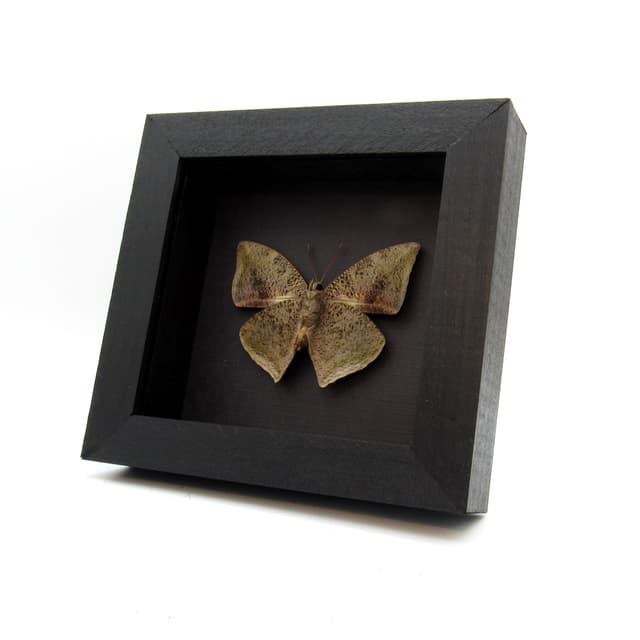 Real stone mimicking butterfly framed taxidermy - Memphis xenocrates