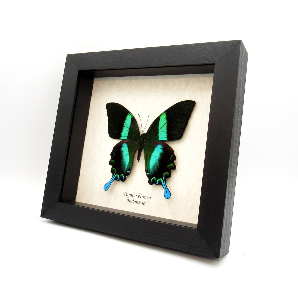 XL Peacock Swallowtail butterfly framed taxidermy - Papilio blumei
