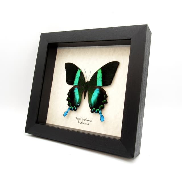 XL Peacock Swallowtail butterfly framed taxidermy - Papilio blumei