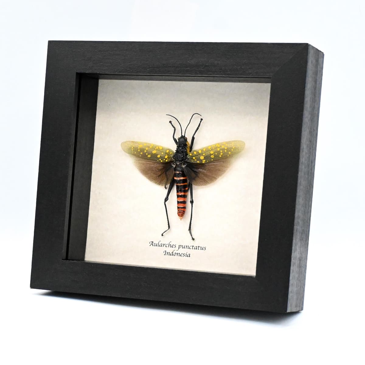 Real grasshopper framed taxidermy - Aularches punctatus