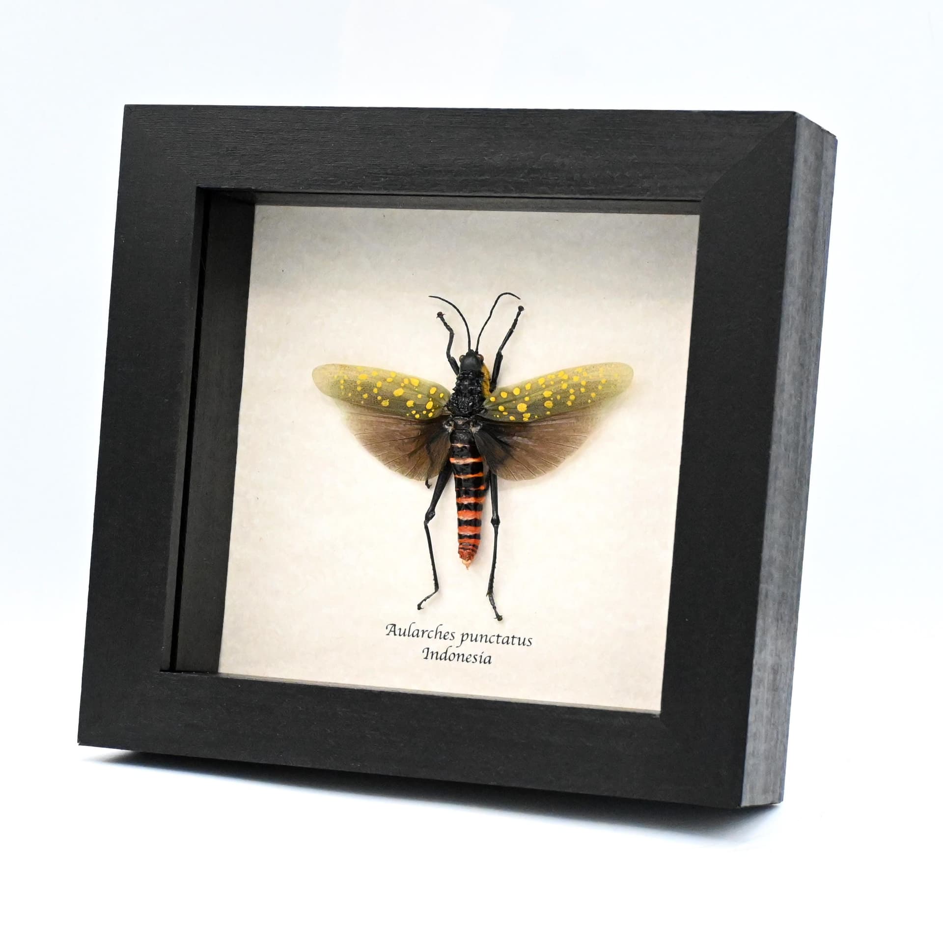 Real grasshopper framed taxidermy - Aularches punctatus