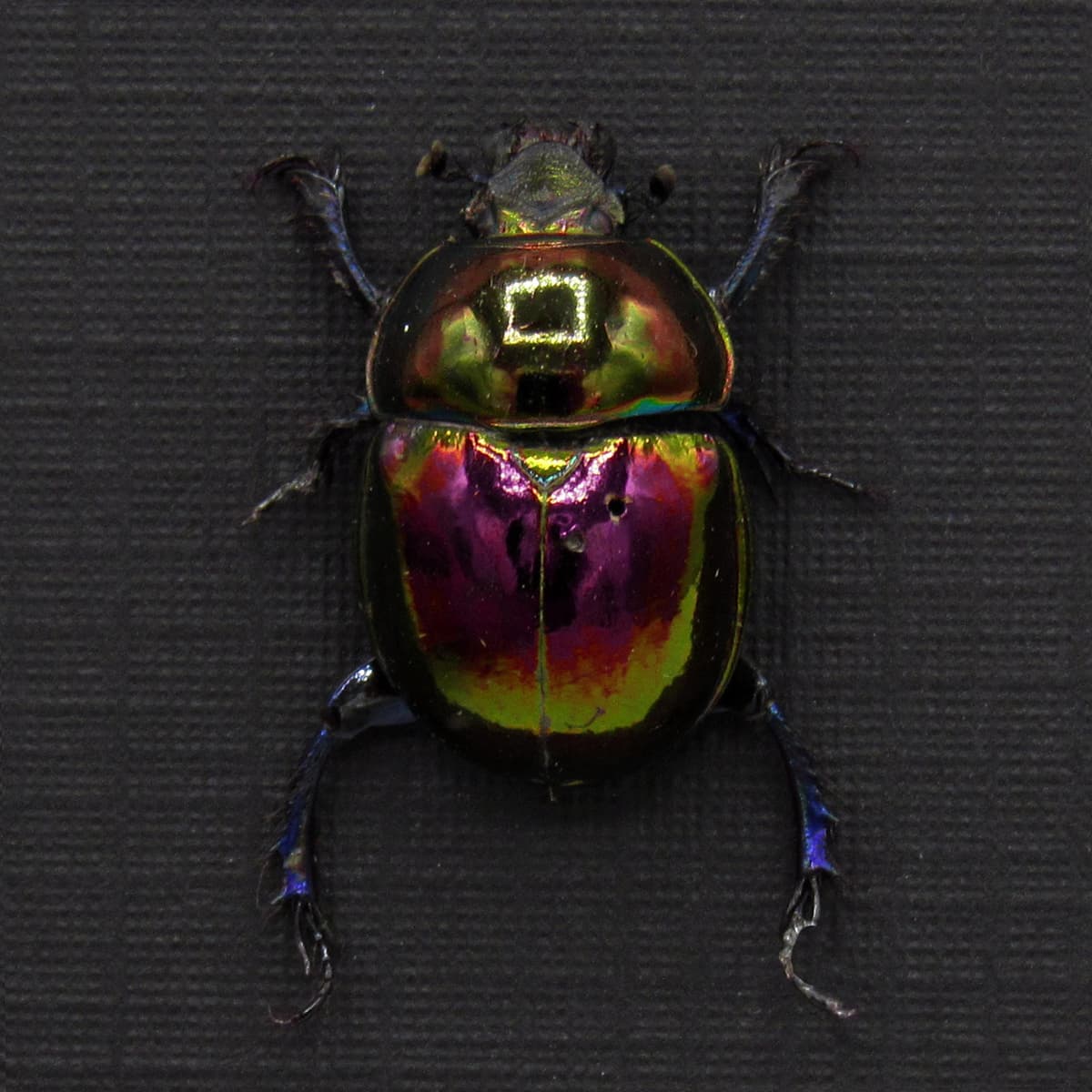 Real metallic purple Dung beetle framed taxidermy - Trypocopris pyrenaeus