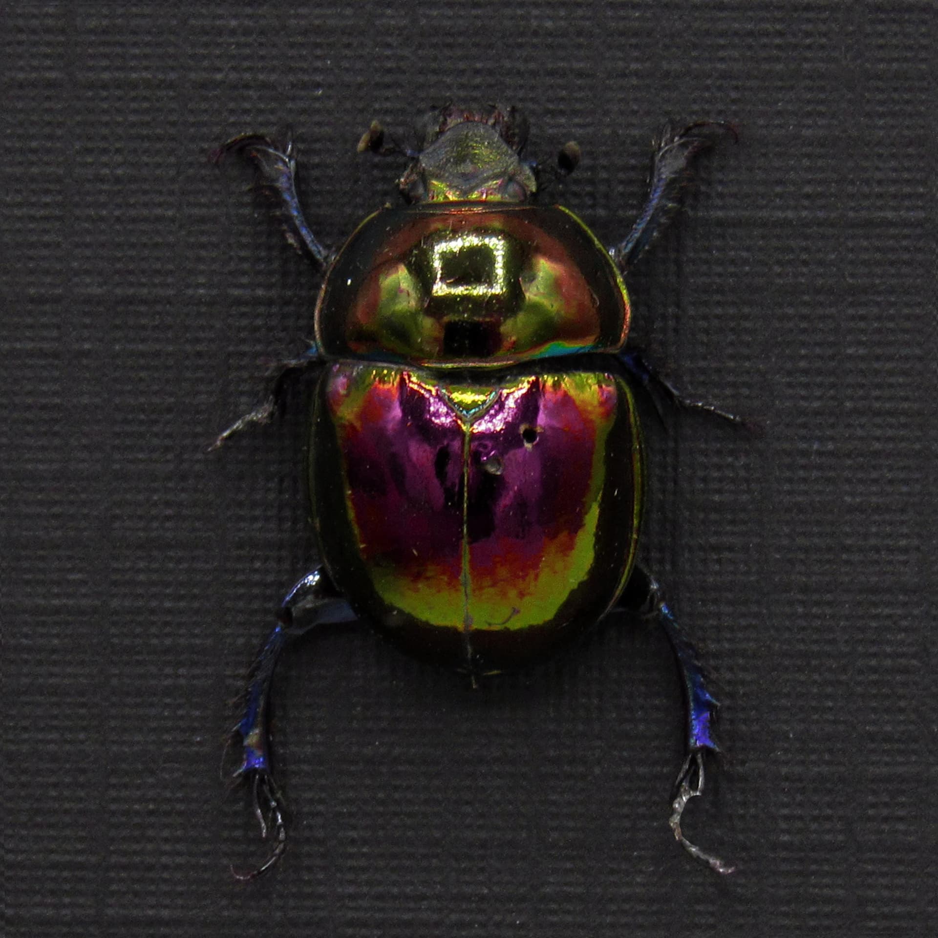 Real metallic purple Dung beetle framed taxidermy - Trypocopris pyrenaeus