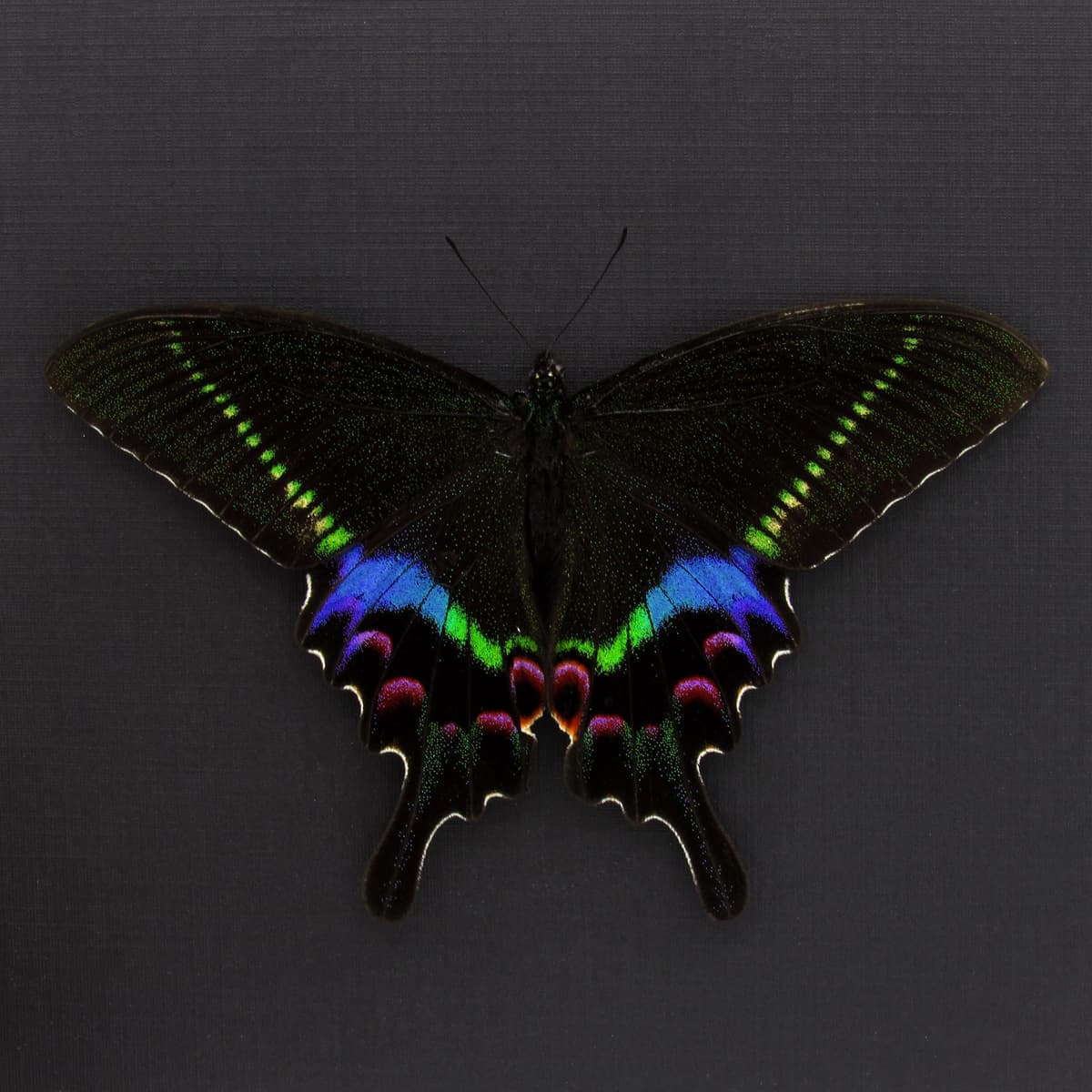 Rare Krishna Peacock Swallowtail butterfly framed taxidermy - Papilio krishna - Victorian mount