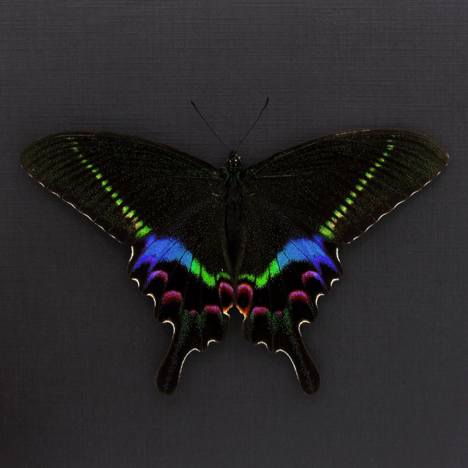 Rare Krishna Peacock Swallowtail butterfly framed taxidermy - Papilio krishna - Victorian mount
