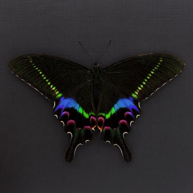 Rare Krishna Peacock Swallowtail butterfly framed taxidermy - Papilio krishna - Victorian mount