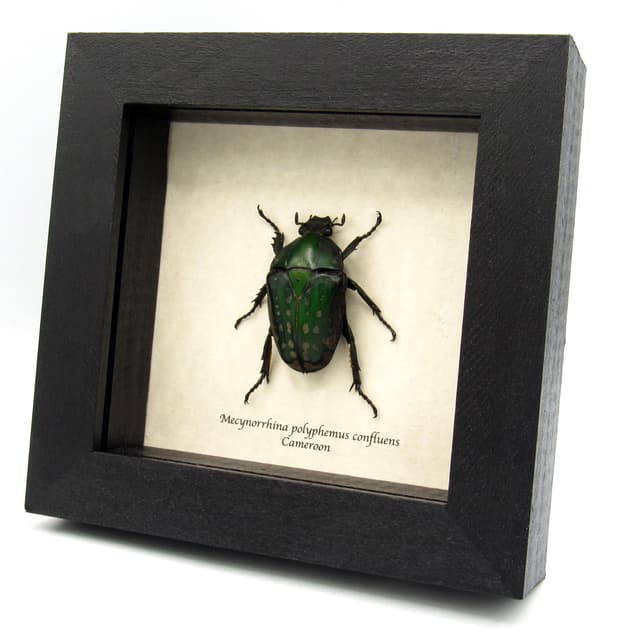 Large Scarab beetle framed taxidermy - Mecynorrhina polyphemus confluens - female