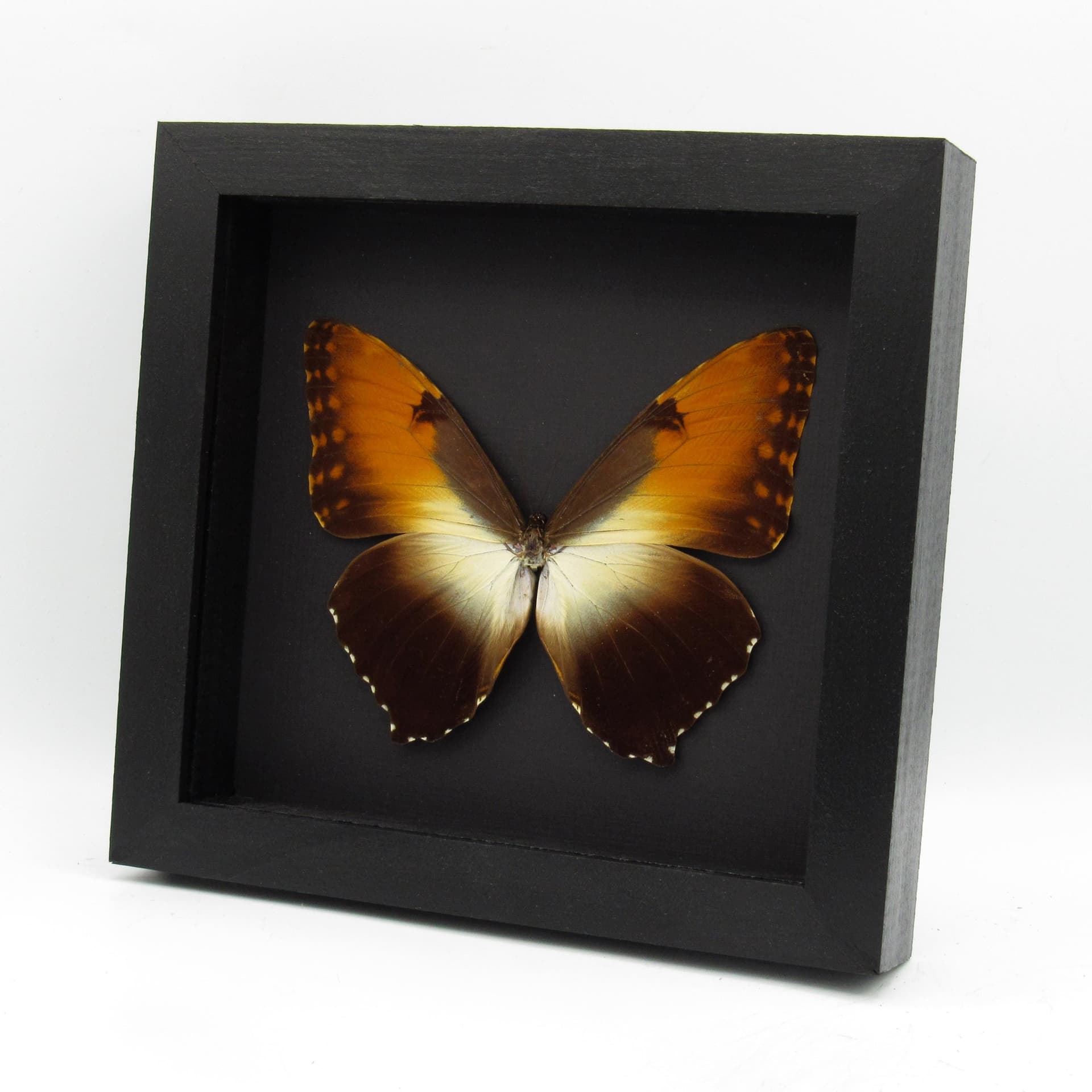 Real XL Sunset Morpho butterfly framed taxidermy - Morpho hecuba obidonus