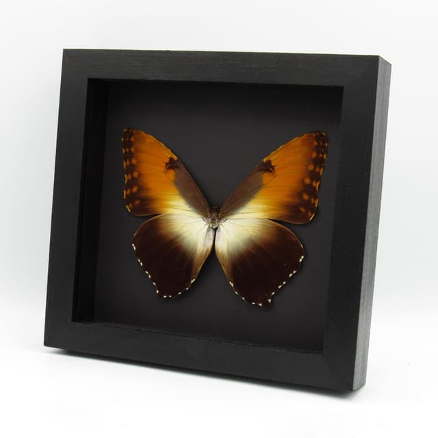 Real XL Sunset Morpho butterfly framed taxidermy - Morpho hecuba obidonus