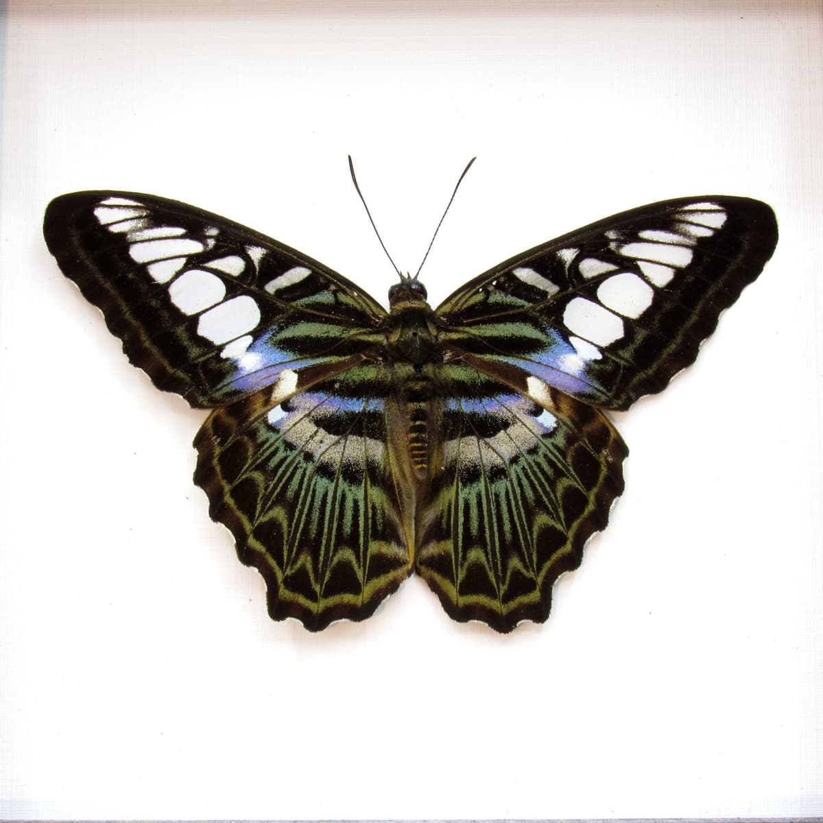 Real purple butterfly framed taxidermy - Parthenos lilacinus - Victorian mount