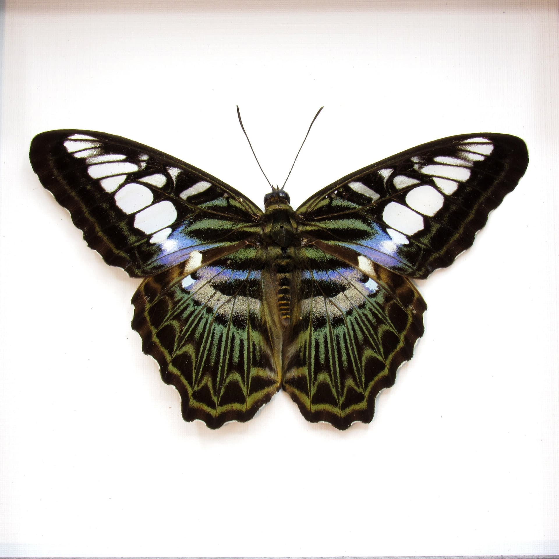 Real purple butterfly framed taxidermy - Parthenos lilacinus - Victorian mount