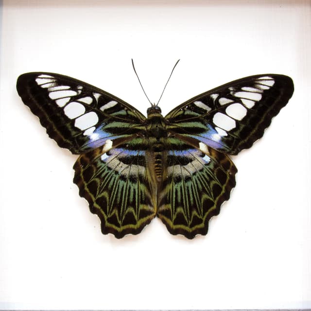 Real purple butterfly framed taxidermy - Parthenos lilacinus - Victorian mount