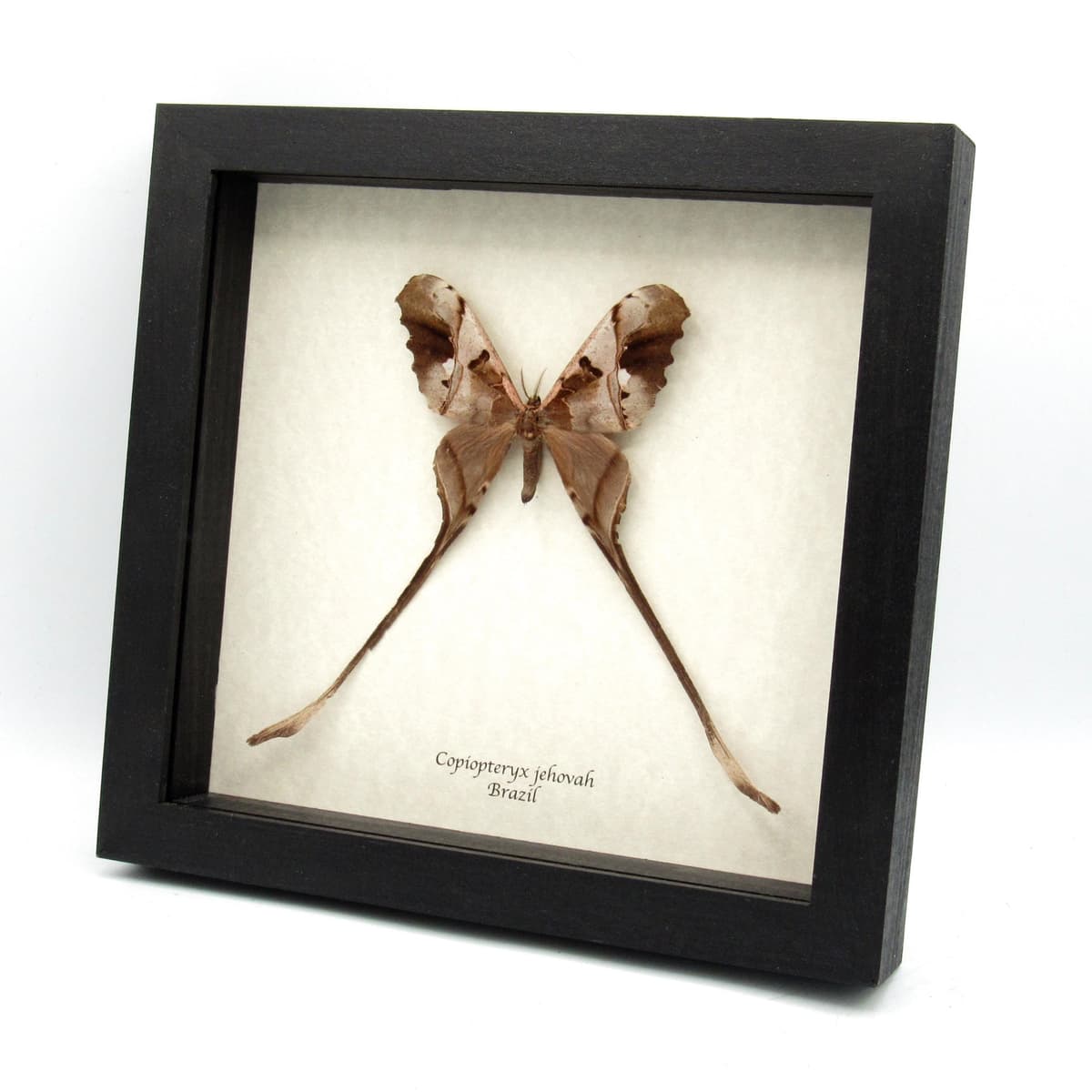 Rare Saturn moth framed taxidermy - Copiopteryx jehova