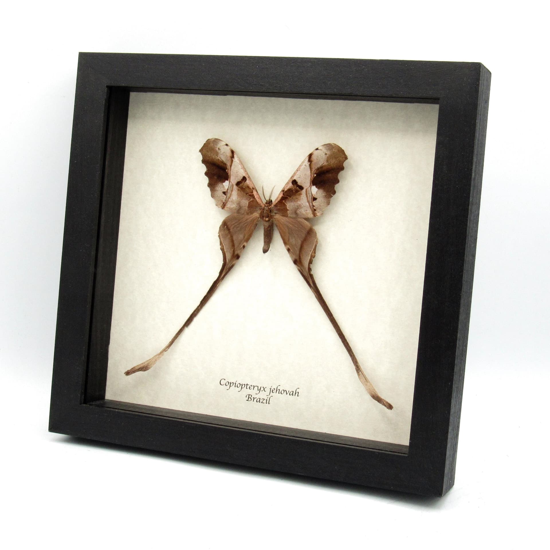 Rare Saturn moth framed taxidermy - Copiopteryx jehova