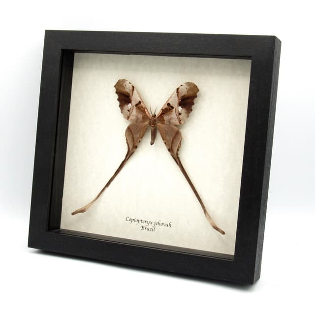Rare Saturn moth framed taxidermy - Copiopteryx jehova