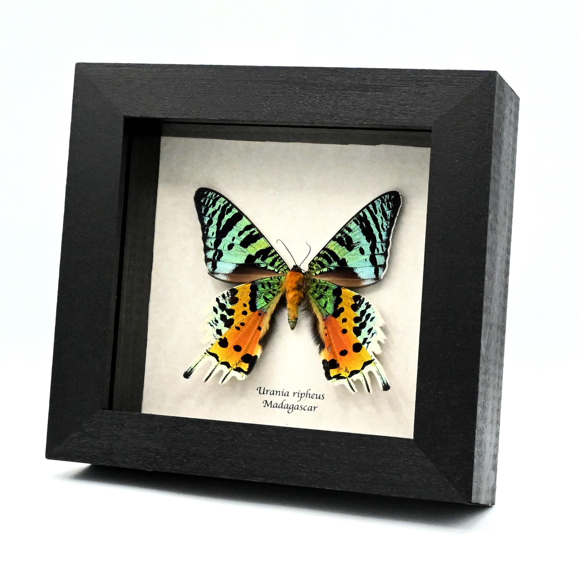 Real metallic Rainbow Sunset moth framed taxidermy - Urania ripheus