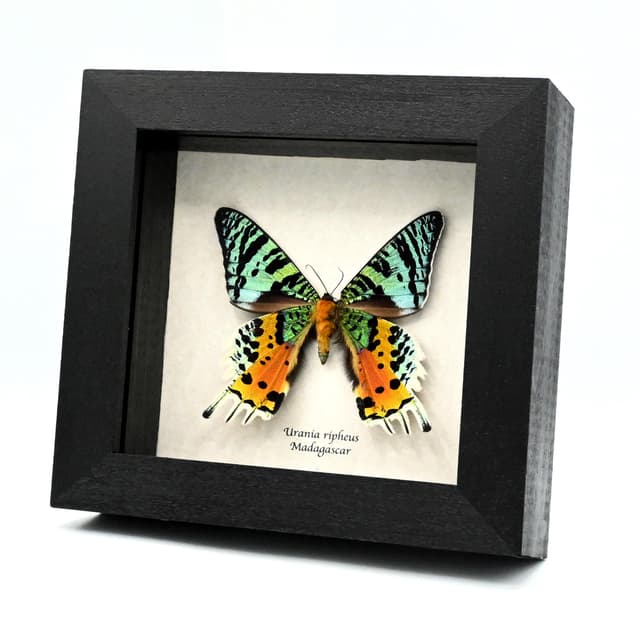 Real metallic Rainbow Sunset moth framed taxidermy - Urania ripheus