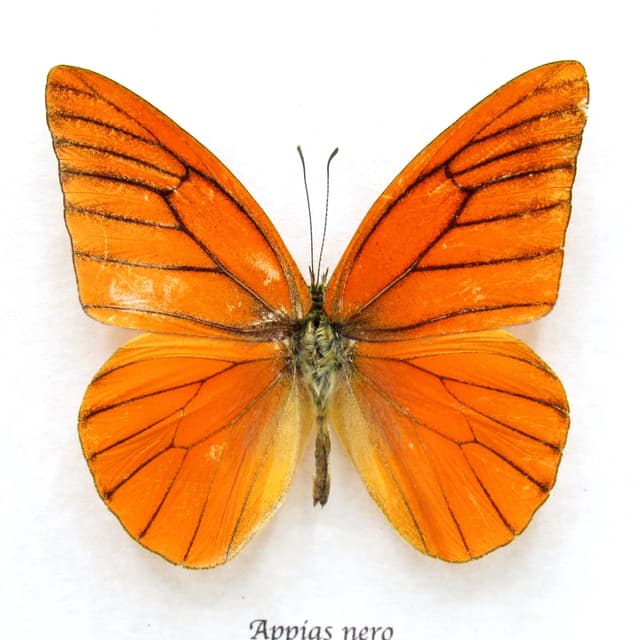 Real Orange Albatross butterfly framed taxidermy - Appias nero