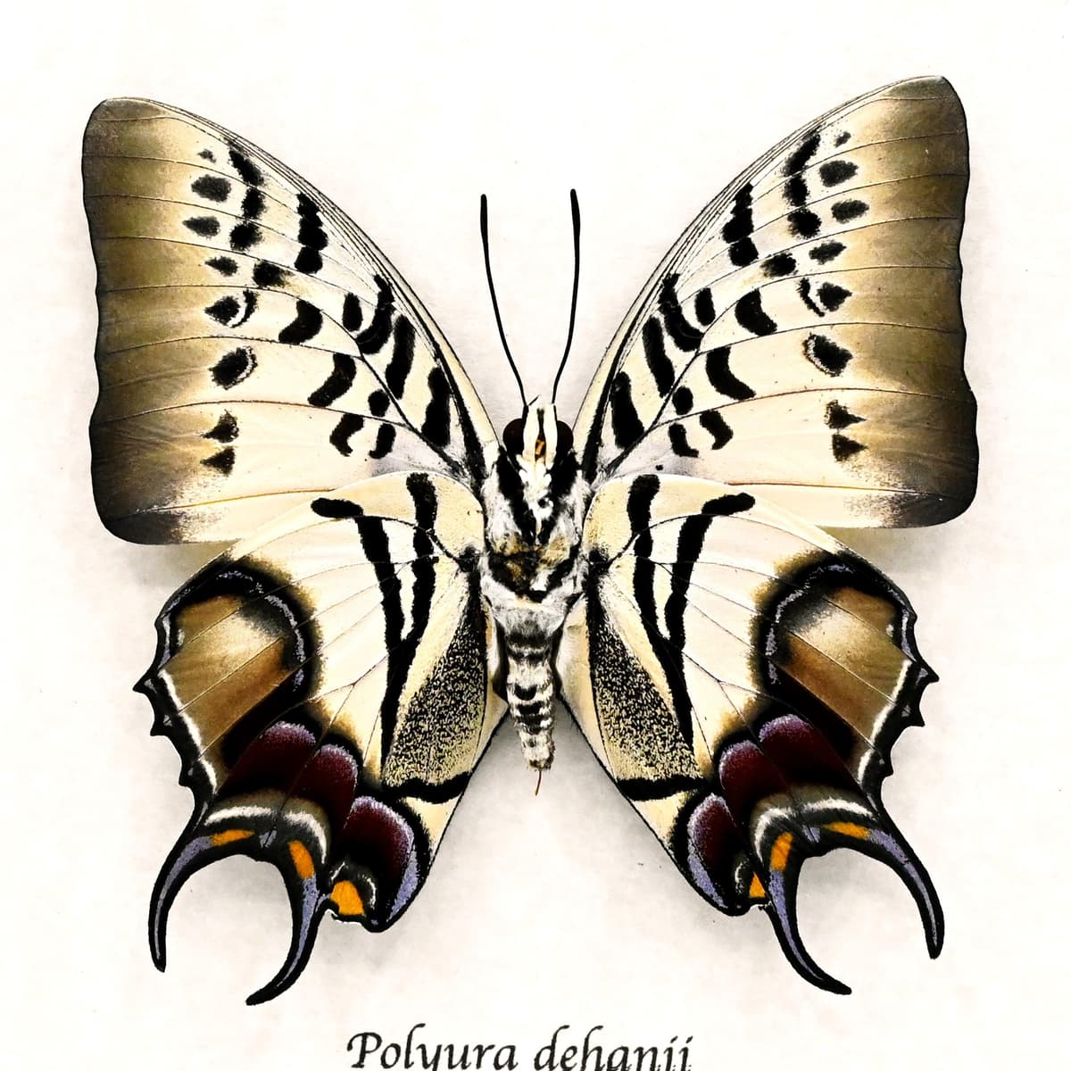 Stunning rare butterfly framed taxidermy - Polyura dehanii