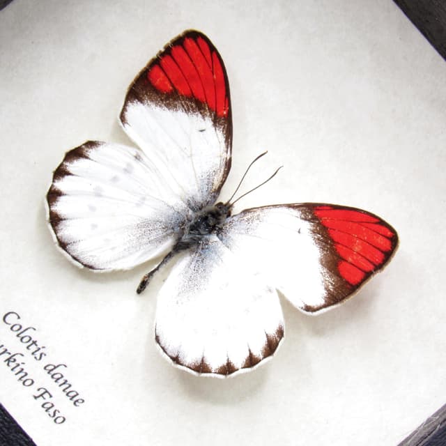 Real Red Tip butterfly framed taxidermy - Colotis danae