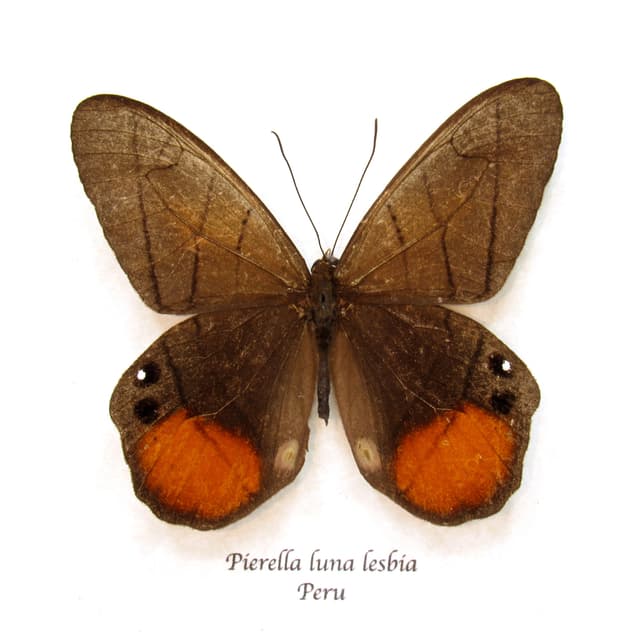 Real Orange Moon Satyr butterfly framed taxidermy - Pierella luna lesbia