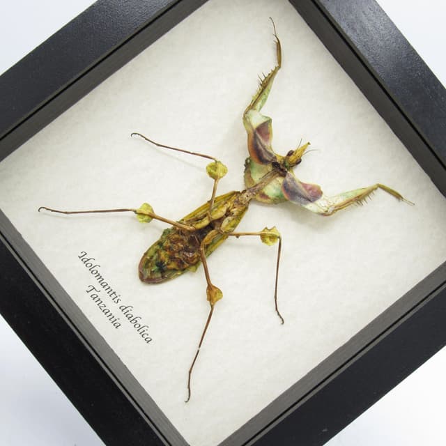 Real Giant Devils Flower Mantis framed taxidermy - Idolomantis diabolica winged adult - female