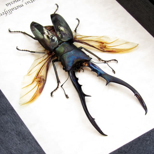 Real XL Stag beetle framed taxidermy - Cyclommatus metallifer finae
