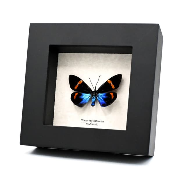 Rare metallic day moth framed taxidermy - Eucorma intercisa