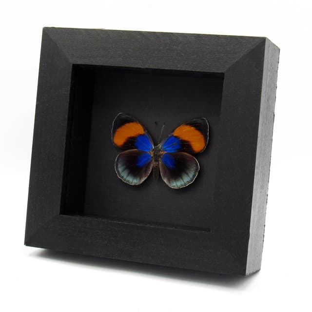 Rare metallic Brush Footed butterfly framed taxidermy - Asterope sapphira - female