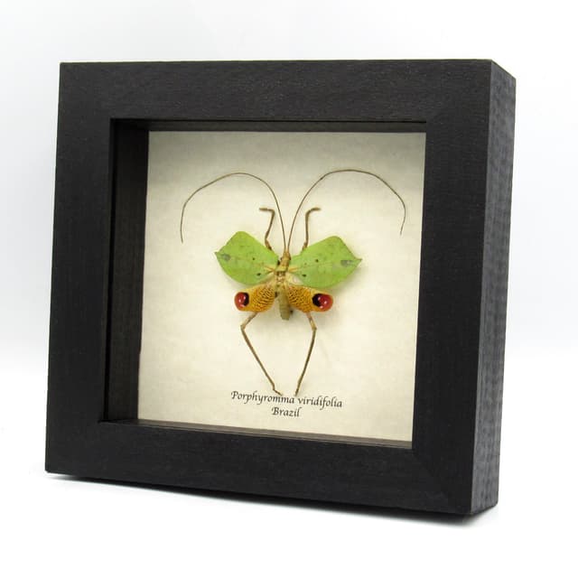 Rare Leaf Mimic Katydid framed taxidermy - Porphyromma viridifolia