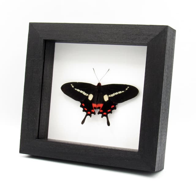 Rare red butterfly framed specimen - Parides agavus - large female - Victorian mount