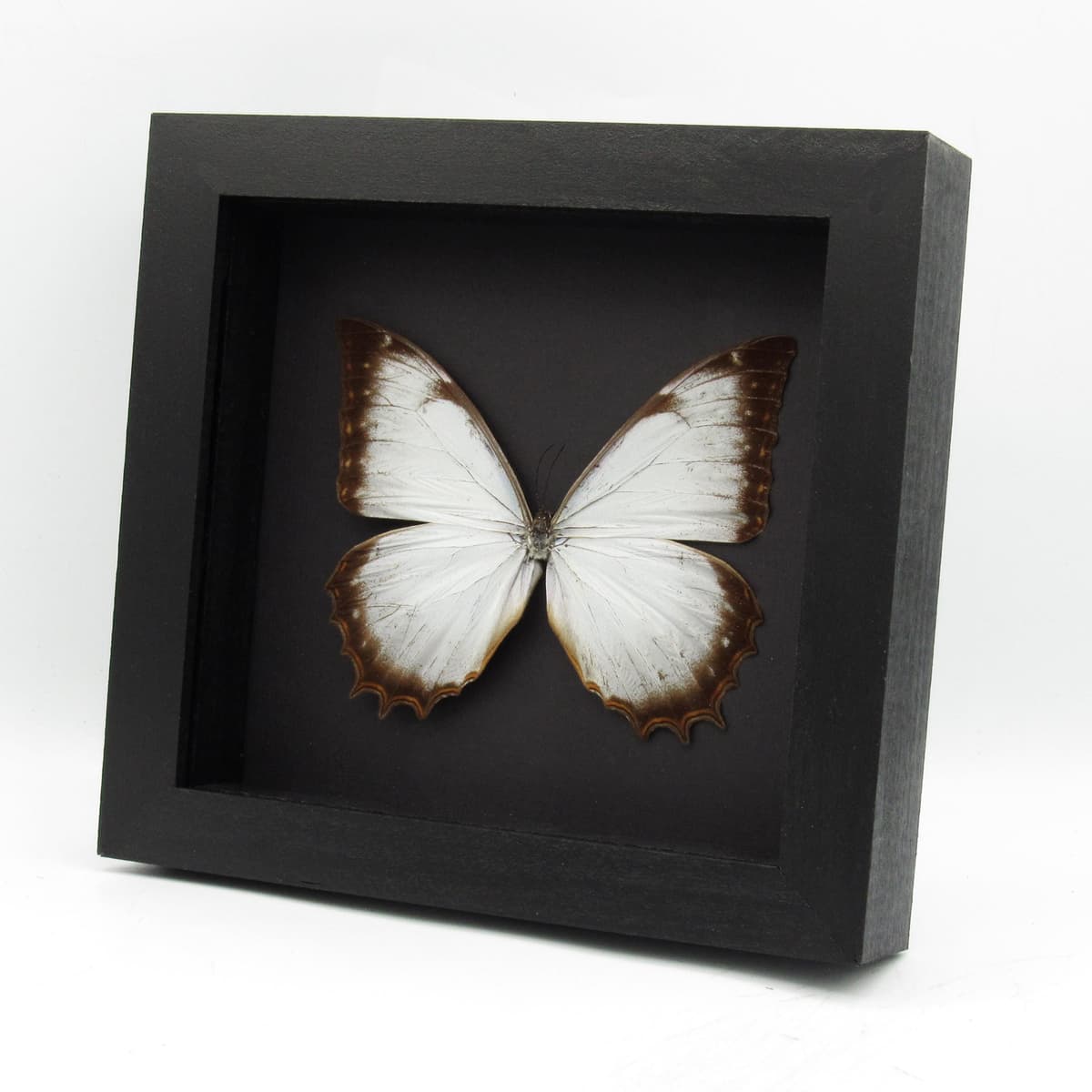Real large white butterfly framed taxidermy - Morpho theseus juturna