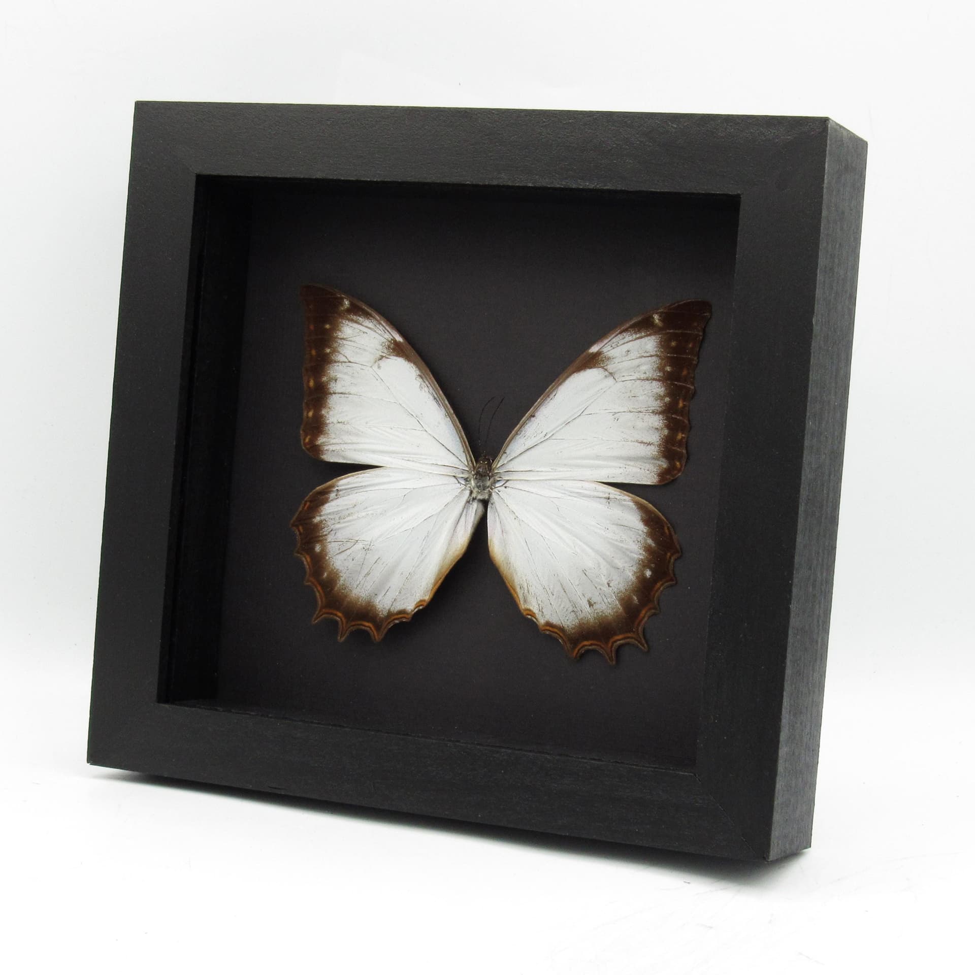 Real large white butterfly framed taxidermy - Morpho theseus juturna